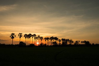 Günbatımı şeker palmiye ağacı arkasında.