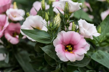 Tropikal bahçe içinde güzel pembe çiçek.