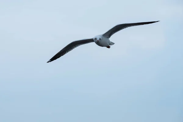 空を飛ぶカモメ — ストック写真