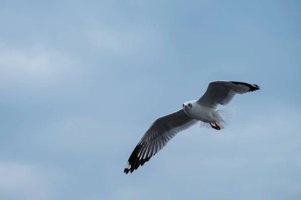 空を飛ぶカモメ — ストック写真