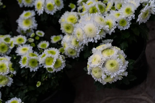 Chrysanthemum Flower Tropical Garden — Stock Photo, Image