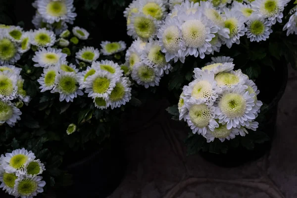 Chrysanthemum Flower Tropical Garden — Stock Photo, Image