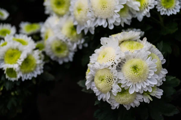 Chrysanthemum Flower Tropical Garden — Stock Photo, Image