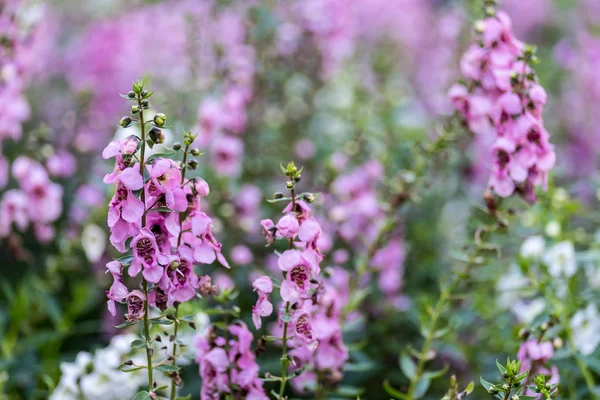 Hermosa Florecita Jardín Tropical — Foto de Stock