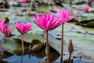 pembe lotus