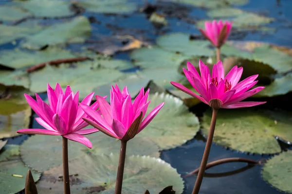 Roze lotus — Stockfoto