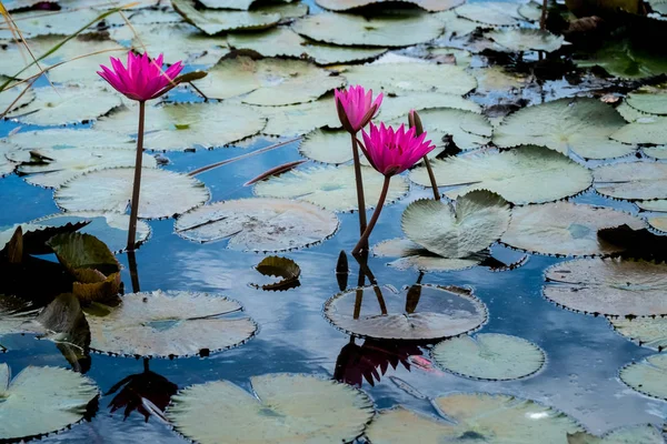 Pink Lotus — Stock Photo, Image