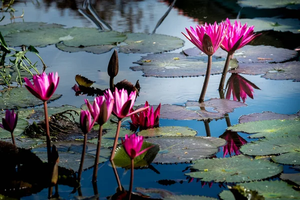 Roze lotus — Stockfoto