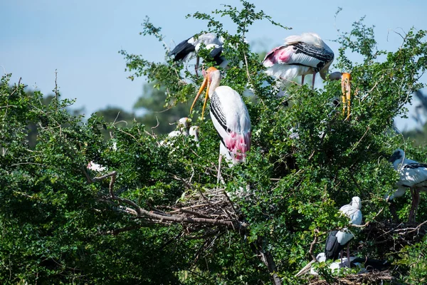 Gemalter Storch — Stockfoto