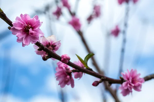 Sakura-Blüte — Stockfoto