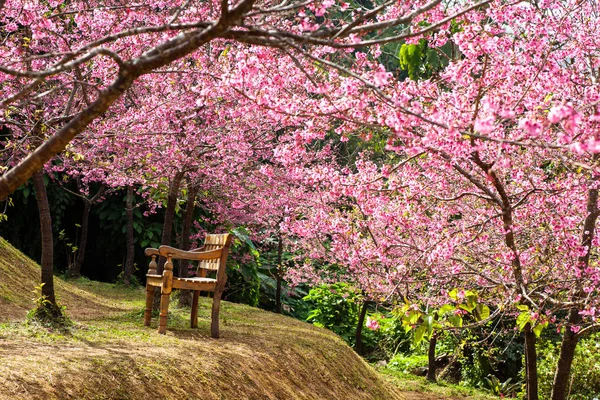 Sakura çiçek