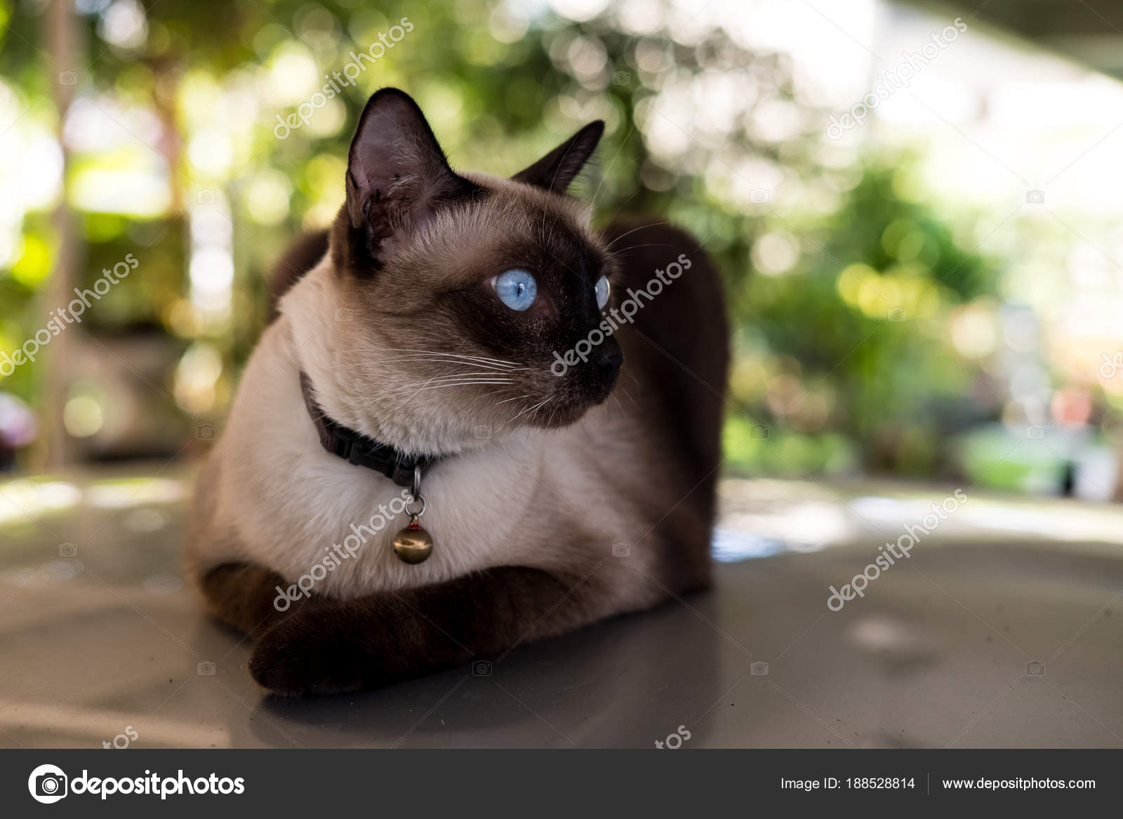 Gatto Siamese Foto Stock Voraorn 188528814