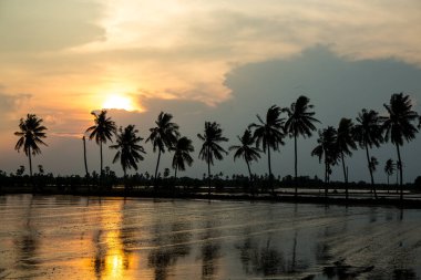 Hindistan cevizi ağacı