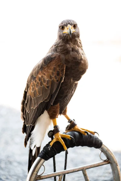 Hawk — Stock Photo, Image