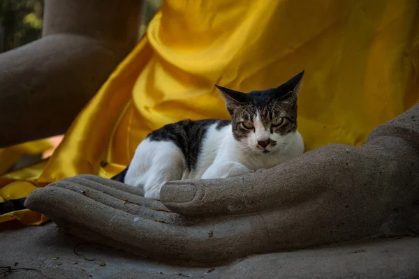 Gato tailandés —  Fotos de Stock