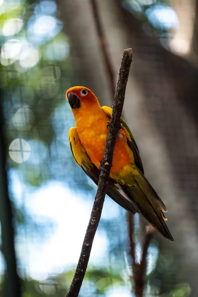 Conure — Stock fotografie