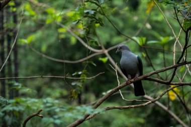yeşil imparatorluk güvercin