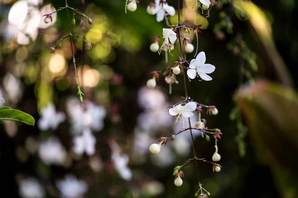 Blume mit Brautschleier — Stockfoto