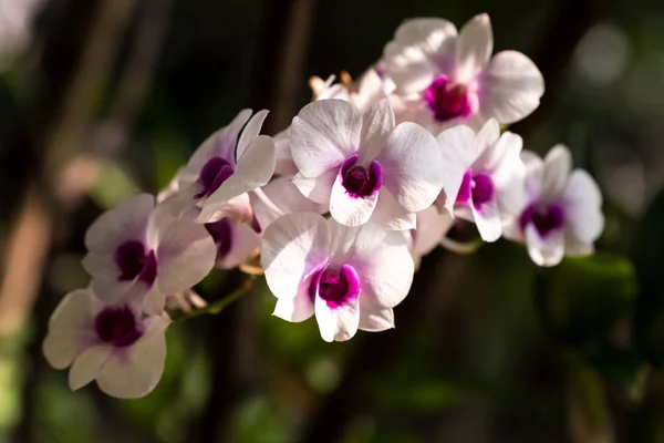 Orchidea — Foto Stock