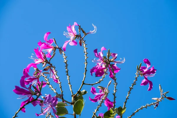 Bauhinia — Stockfoto