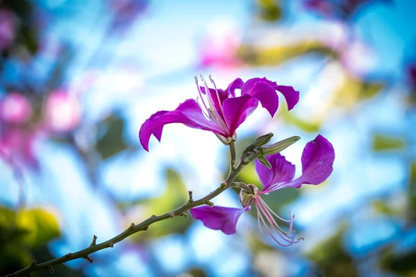 Bauhinia — Stockfoto