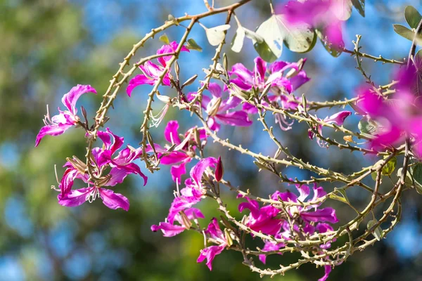 Bauhinia — Stockfoto