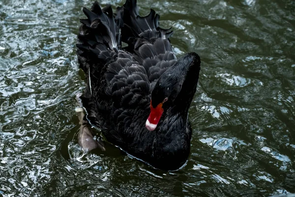 Černá labuť — Stock fotografie