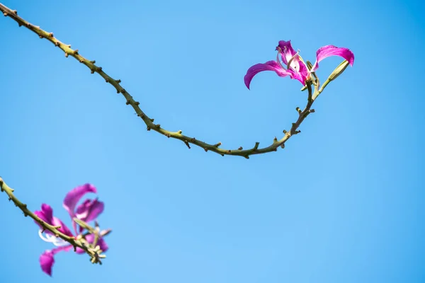 Bauhinia — Stockfoto