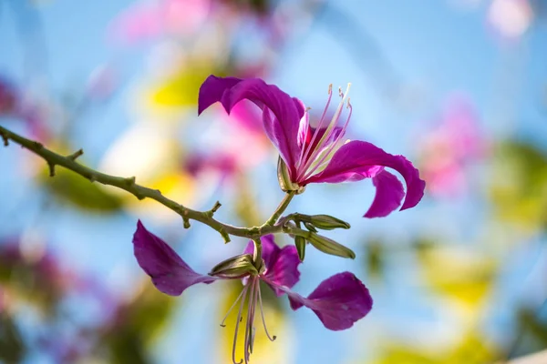 Bauhinia — Stockfoto