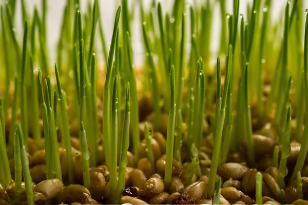 หญ้าข้าวสาลี — ภาพถ่ายสต็อก
