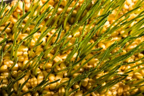 หญ้าข้าวสาลี — ภาพถ่ายสต็อก
