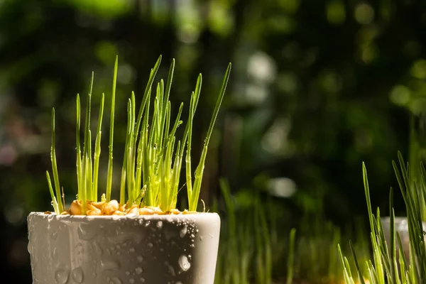 Wheat grass — Stock Photo, Image