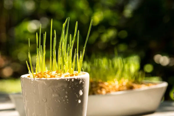 Wheat grass — Stock Photo, Image