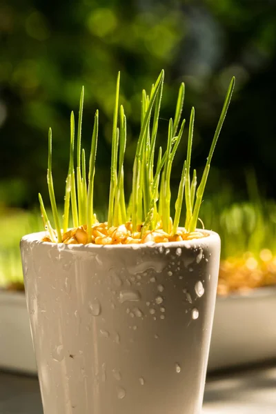 Wheat grass — Stock Photo, Image