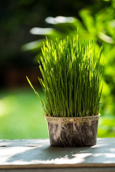 Wheat grass — Stock Photo, Image