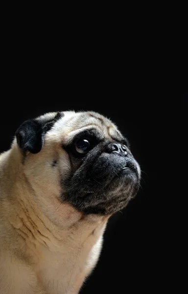 Köpek pug portresi — Stok fotoğraf