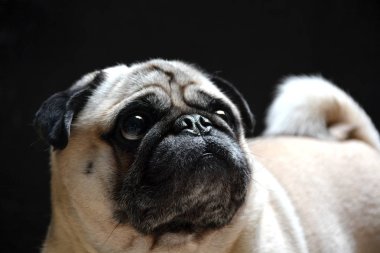 Köpek pug portresi 