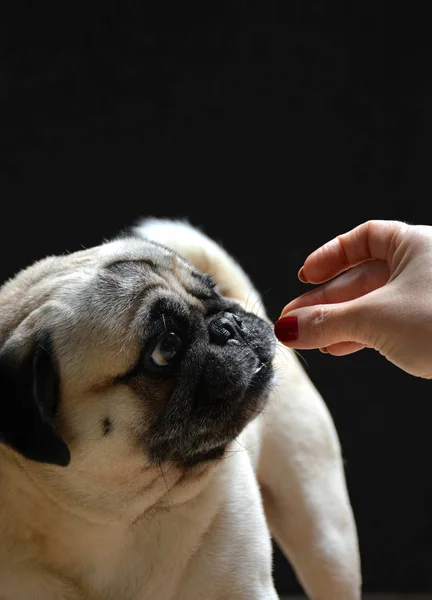 Pug dog op zoek naar omhoog — Stockfoto