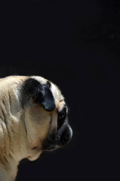 Retrato de perro pug —  Fotos de Stock