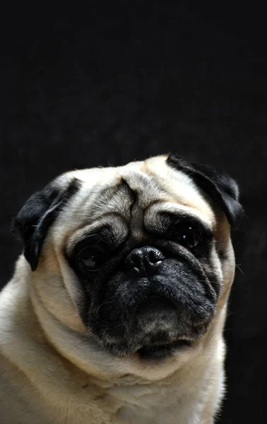 Portrét pes Mops — Stock fotografie