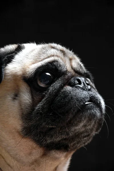 Pug dog looking toward up — Stock Photo, Image