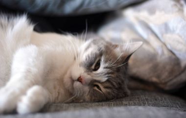 Huzur içinde yatakta uyuyan yerli kedi 