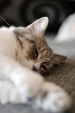 Huzur içinde yatakta uyuyan yerli kedi 