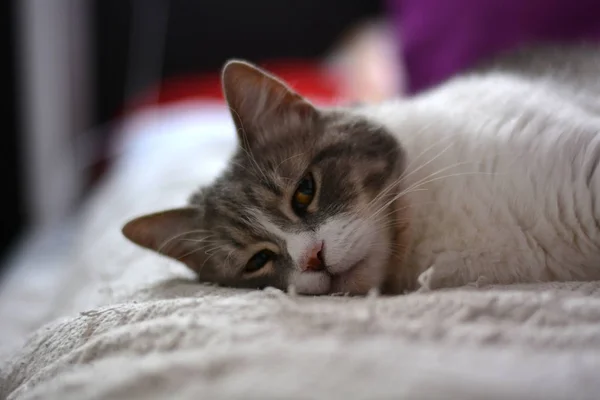 Cat domestic sleeping peacefully in the bed — Stock Photo, Image