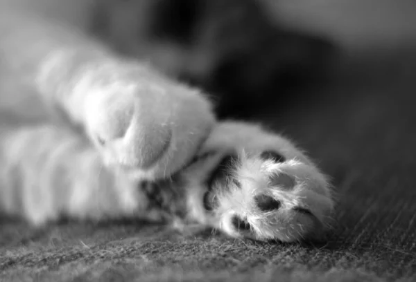 Cat domestic sleeping peacefully in the bed — Stock Photo, Image