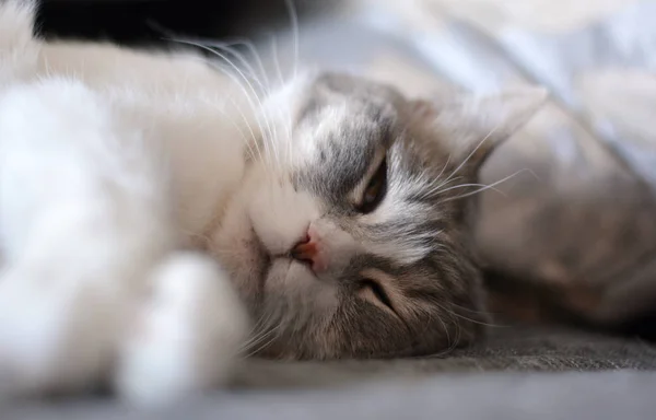 Cat domestico dormire tranquillamente nel letto — Foto Stock