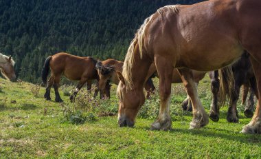 İspanyol Pyrenees vadide fotoğraflarını. 