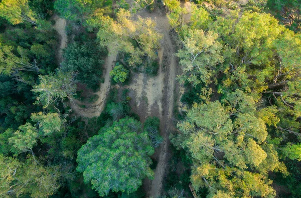 Vista aérea de pinhal com estradas estreitas — Fotografia de Stock