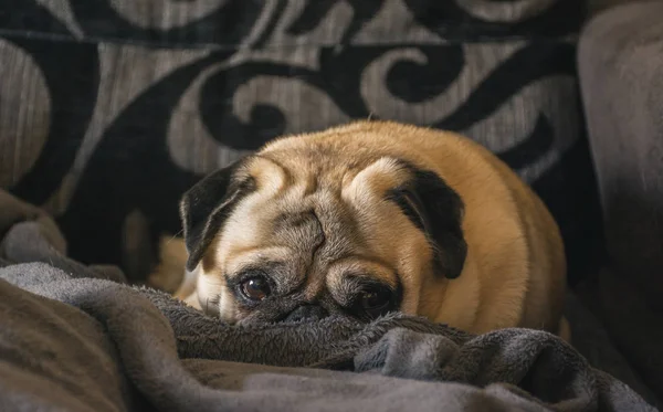 Породы собак Мопс мирно спит на диване — стоковое фото