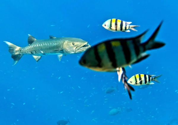 Barracuda jakt i den Indiska oceanen — Stockfoto